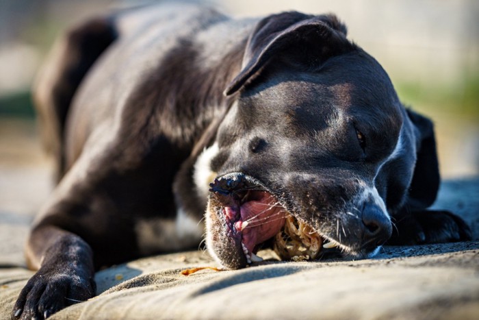 外で何かを食べている犬