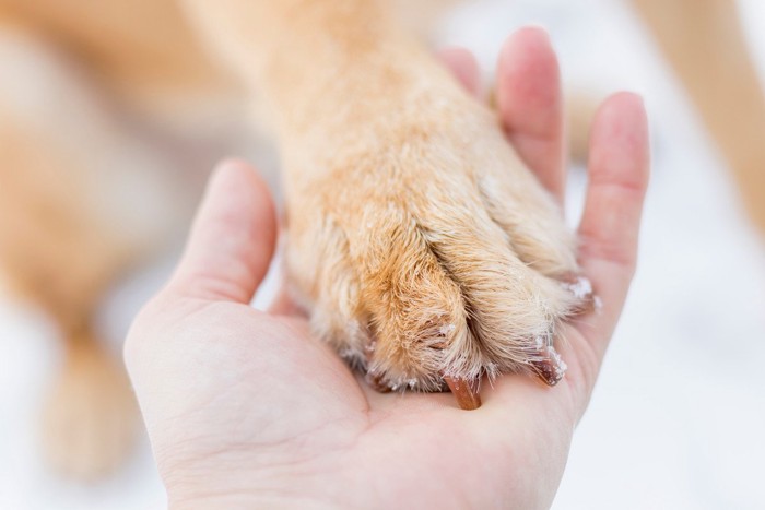 人の手に重ねる犬の手