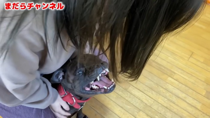 女性と犬