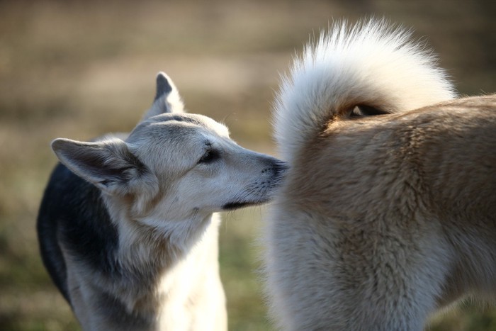 お尻をかぐ犬