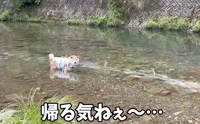 川の中に足を入れて、女性の方を見つめる柴犬