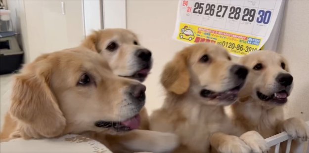 食いしん坊