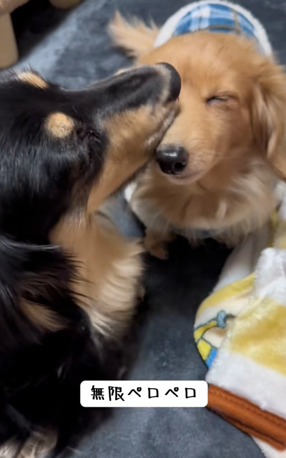 ピースちゃんを舐めるお殿くん