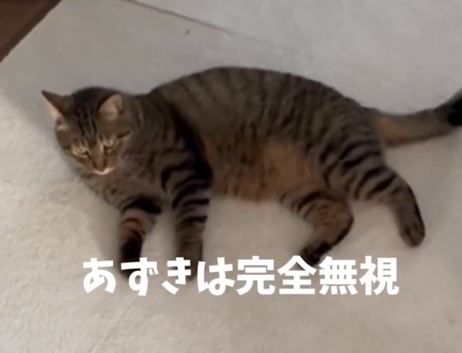 くつろいだままの猫