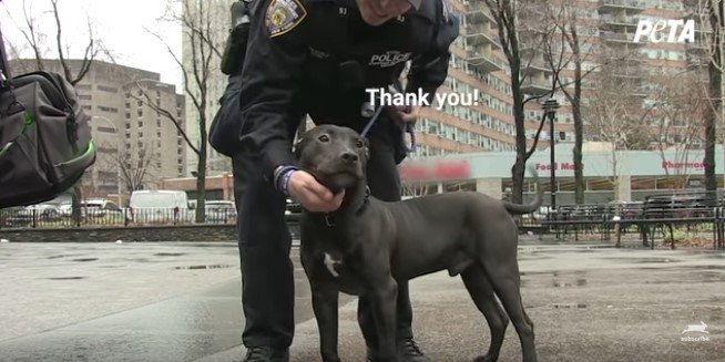 カメラにポーズする犬