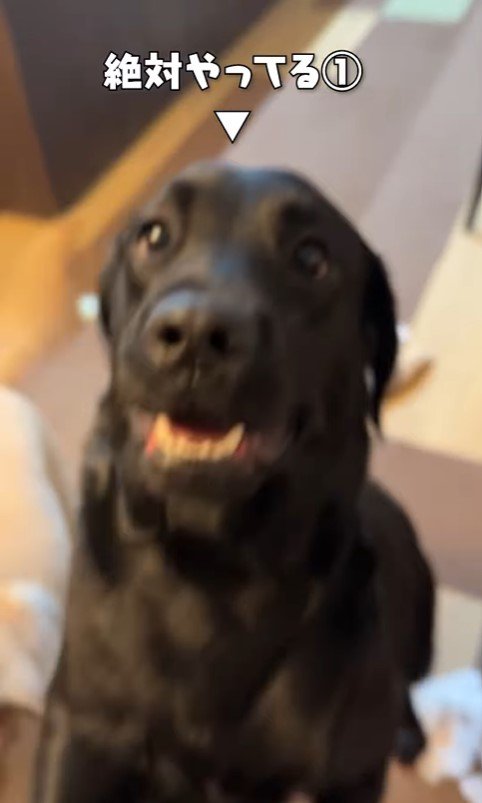 ソファ破壊事件後の大型犬たちの反応4