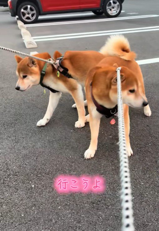 同時に拒否柴モード発動！