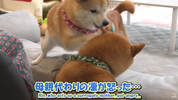 凛ちゃんが怒ってパンチ!