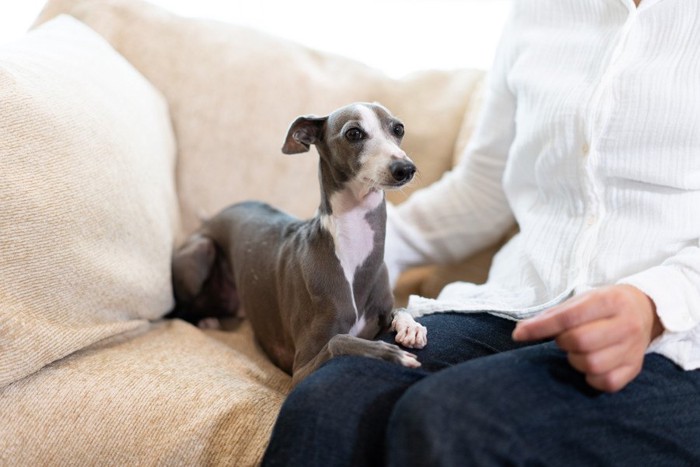 飼い主の足に前足を乗せる犬