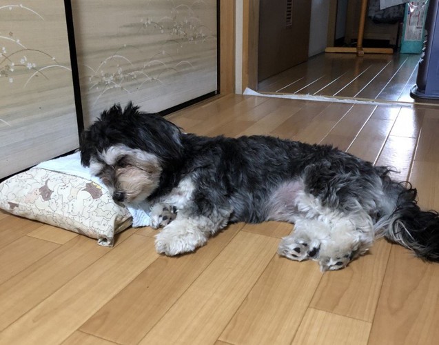 モモ