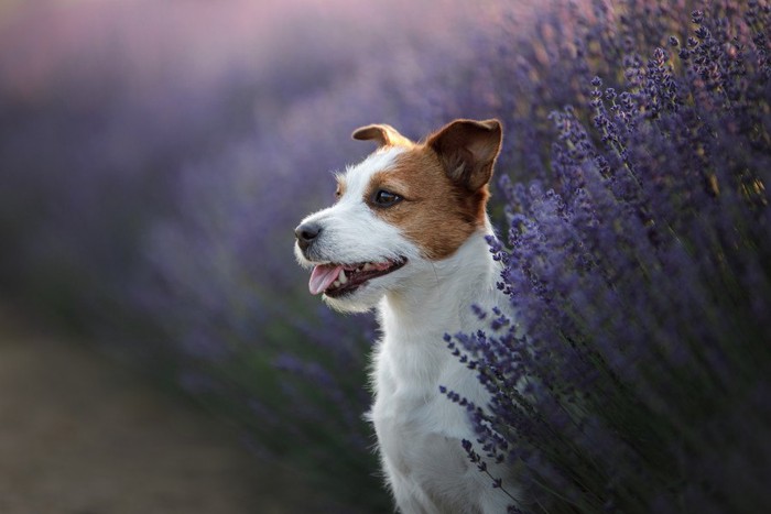 ラベンダーと犬