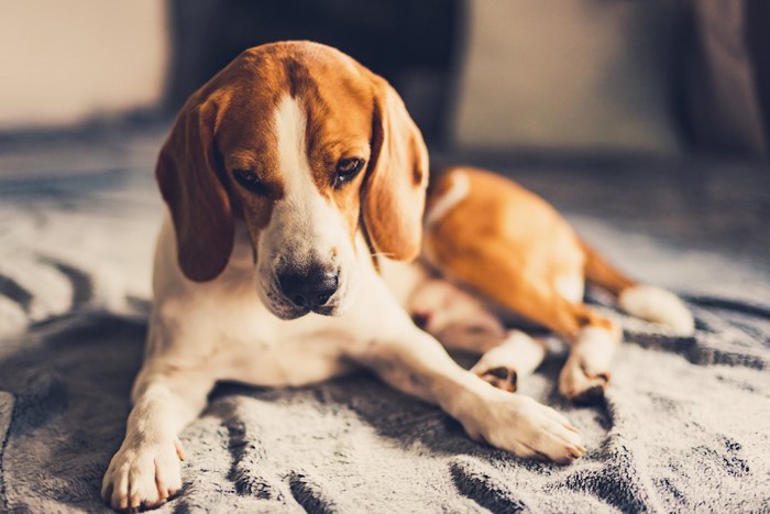 部屋で悲しげにうつむくビーグル犬