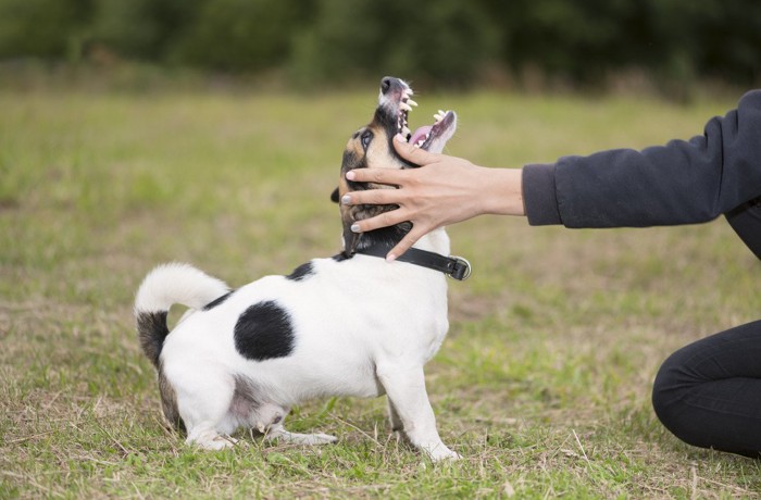 差し出した手、威嚇する犬