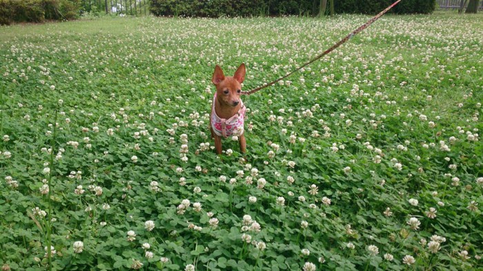 シロツメクサの中で立っているミニピン