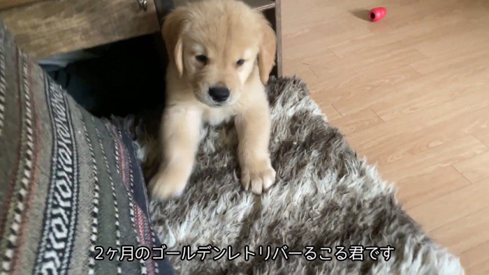 棚の中からひょっこり♪