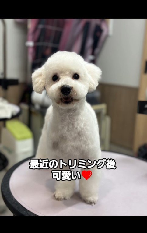 シリルちゃんが幸せをつかむまで7