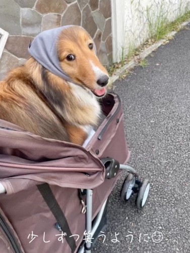 笑顔でキャリーに乗るシェルティ