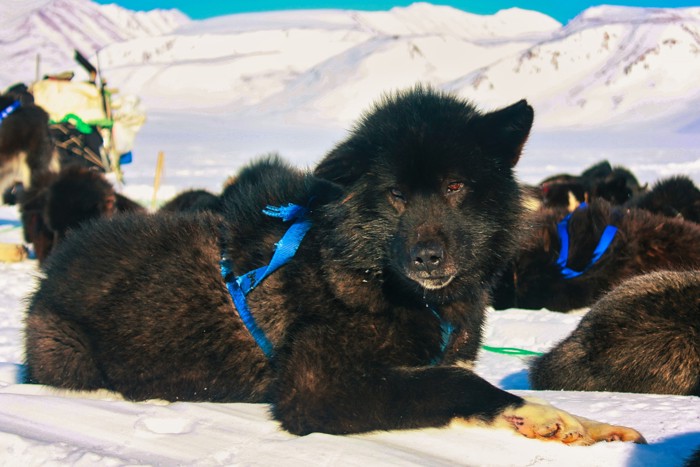 樺太犬の血を引いている可能性があるそり犬