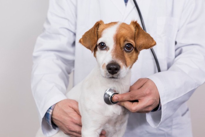 聴診器を当てられる子犬
