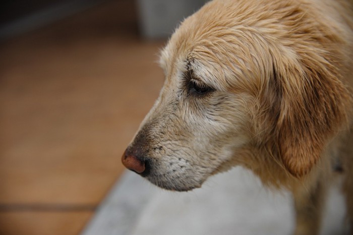 困った表情でじっとする犬