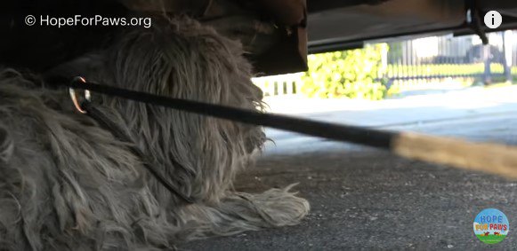 ワイヤリードを受け入れた犬