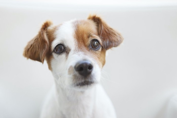 困ったような表情をしている犬