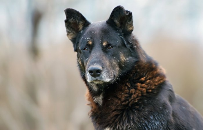 汚れた黒い野犬