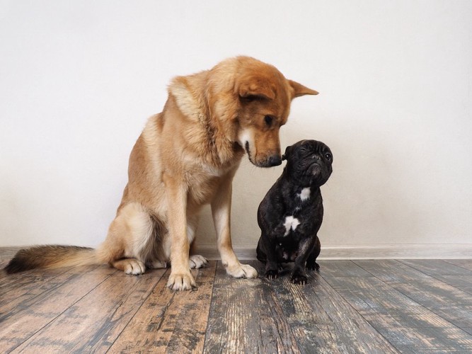 隣に座る大きい犬と小さい犬