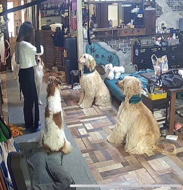 指示を受けると即座に座る