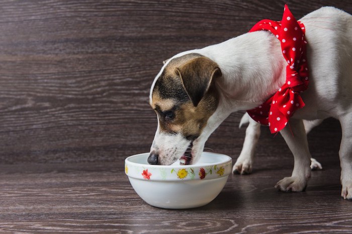 赤いバンダナをつけたご飯を食べる犬