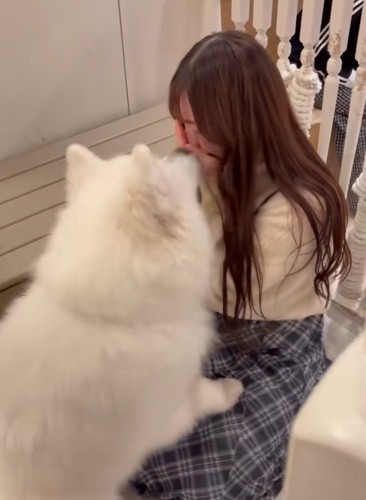 顔を舐めるサモエド