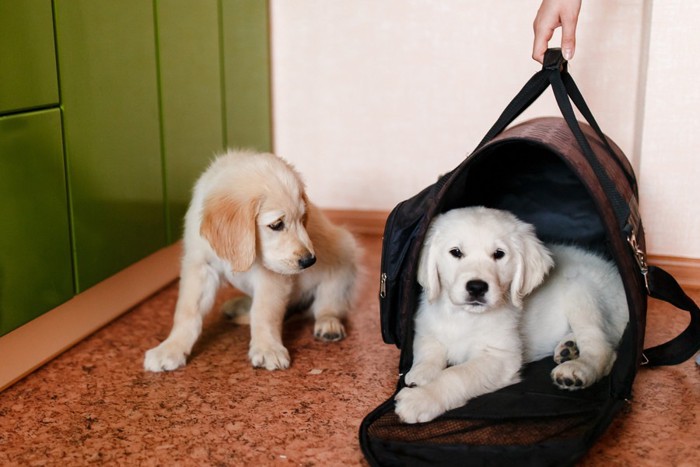 キャリーに入る犬と見つめる犬