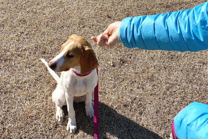 手に餌を持った飼い主に対してそっぽを向く犬