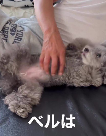 ベルちゃんもおじいちゃんが大好き！