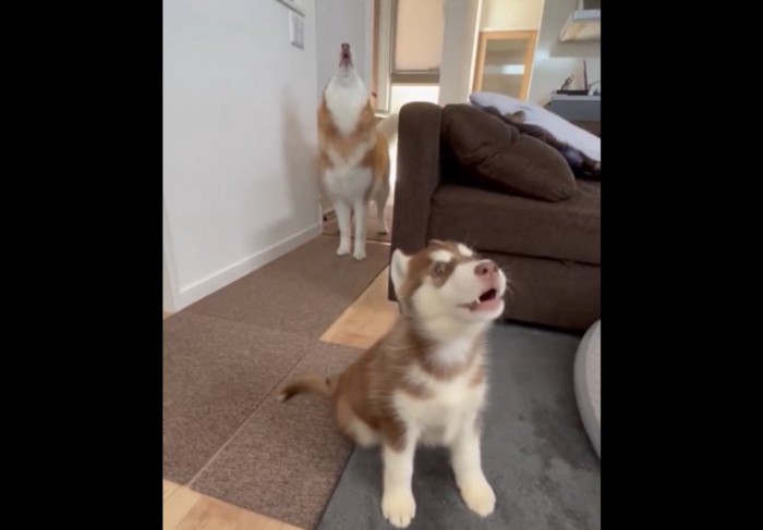 ハスキー