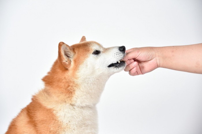 人の手から食べ物をもらっている柴犬