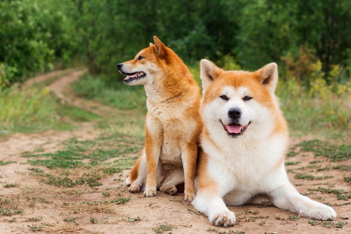 柴犬と秋田犬