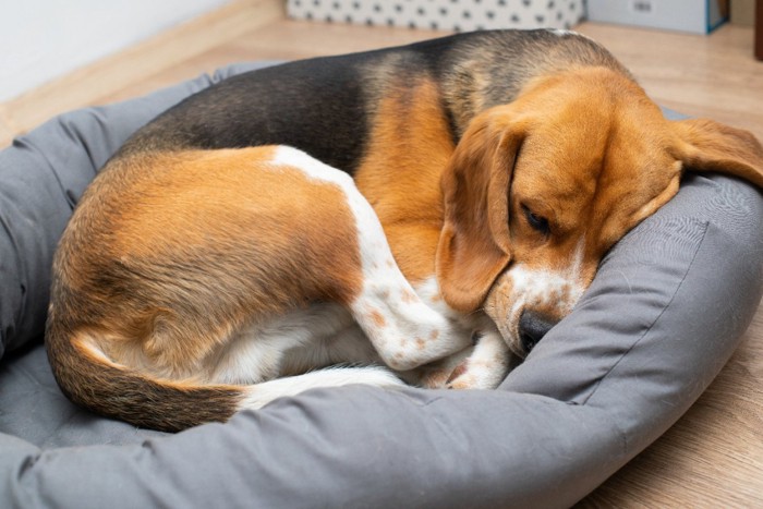 ベッドで丸まるビーグル犬