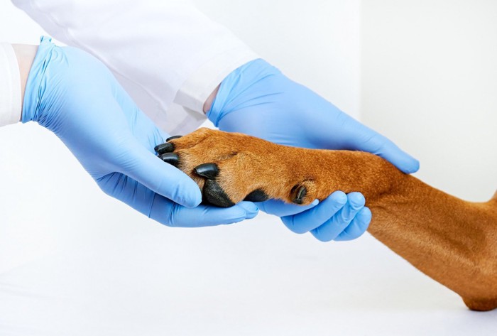 犬の手を取る獣医師の手元のアップ