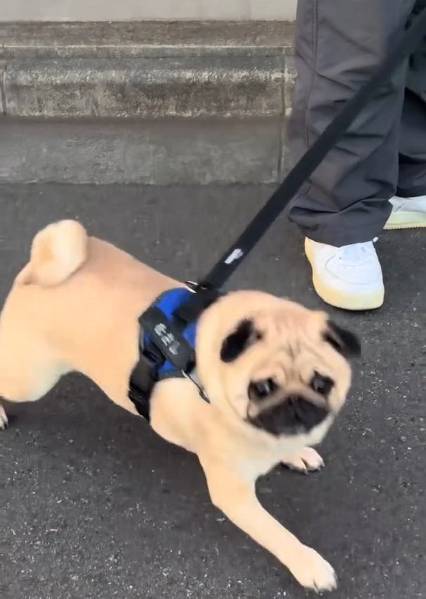 気づいたむさし君
