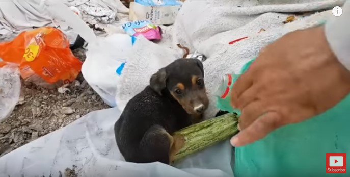 ゴミの中の黒子犬