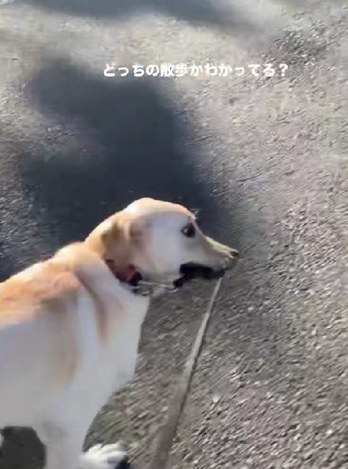 猛ダッシュで駆け抜ける！
