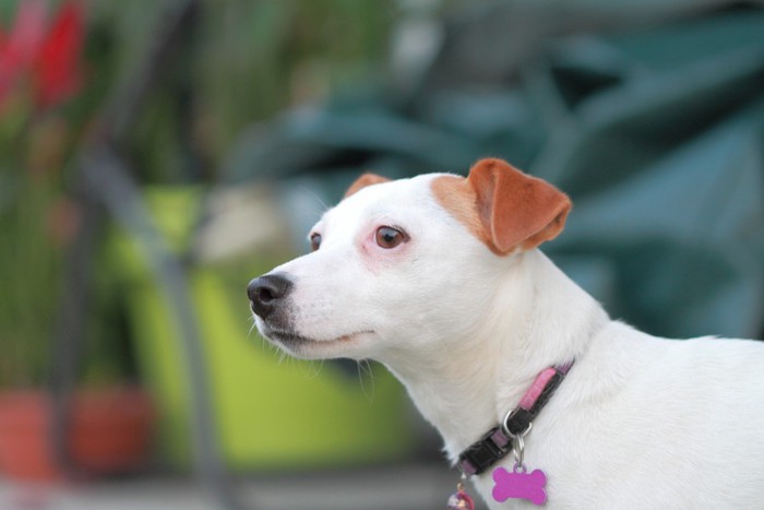 名前のプレートを付けている犬