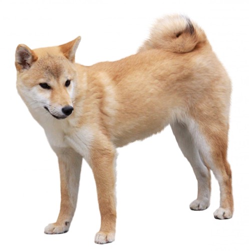 柴犬の子犬
