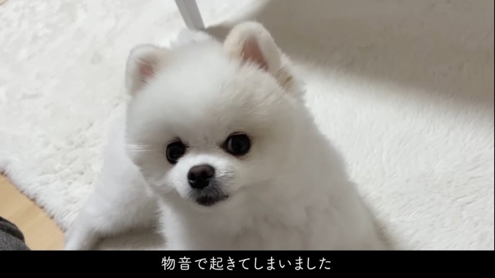 起き上がる犬