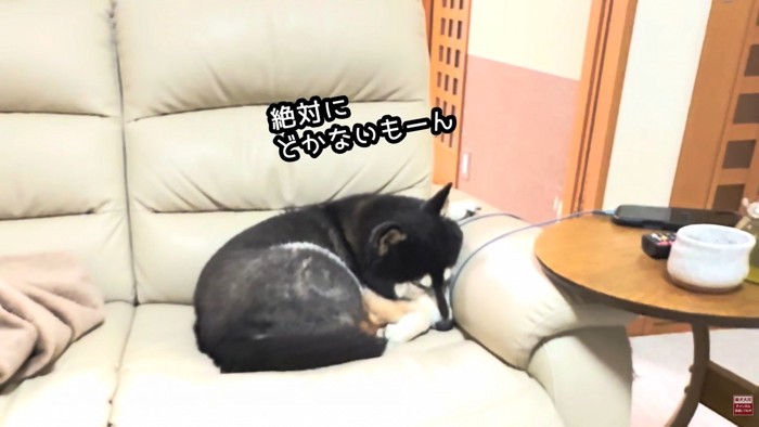 どく気ゼロでタヌキ寝入り