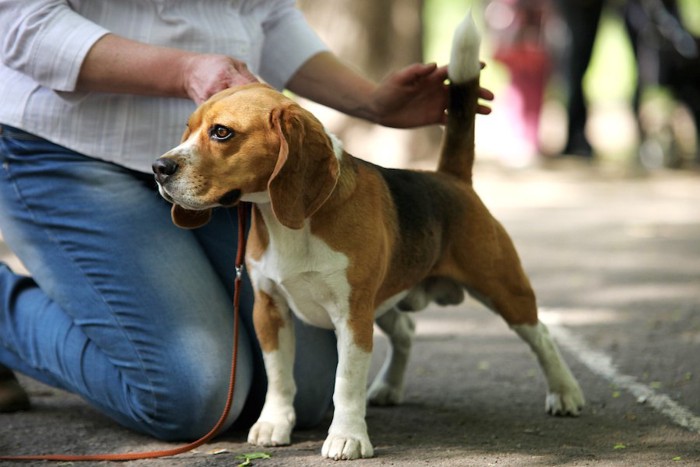 飼い主と尻尾を立てたビーグル犬