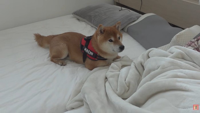 ママのそばに座り込むはちくん