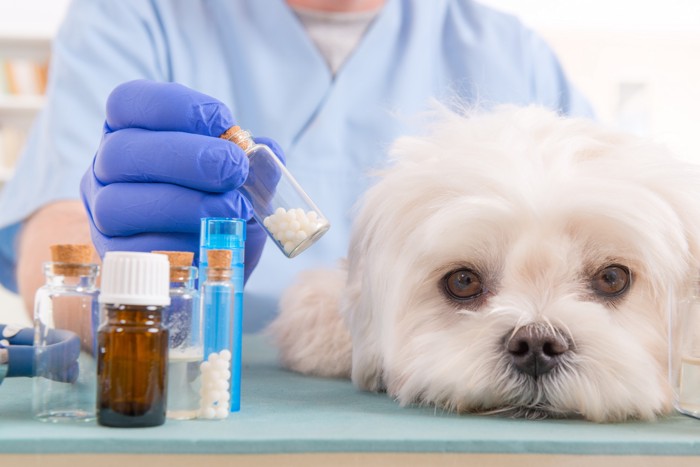 さまざまな薬剤の容器と犬