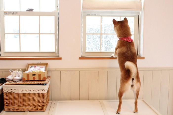 窓の外を眺めている柴犬の後ろ姿